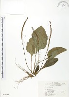 車前草藏品圖，第1張