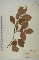 哥蘭葉藏品圖，第1張