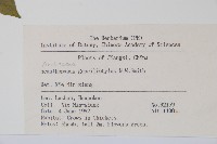 五加藏品圖，第2張