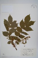 毛漆樹藏品圖，第1張