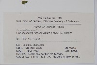 毛漆樹藏品圖，第2張