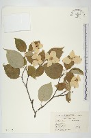 四照花藏品圖，第1張