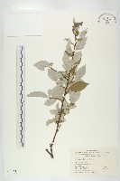 木半夏藏品圖，第1張