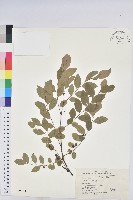 青灰葉下珠藏品圖，第1張