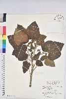 珍珠菜藏品圖，第1張