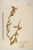 白頂飛蓬藏品圖，第1張