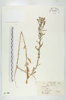 獨行菜藏品圖，第1張