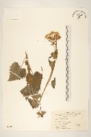 蒲兒根藏品圖，第1張