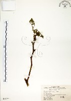 構樹藏品圖，第1張