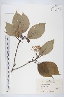 燈臺樹藏品圖，第1張
