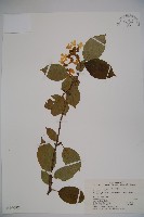 蝴蠂莢迷藏品圖，第1張