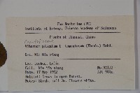 蝴蠂莢迷藏品圖，第2張