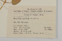 牛繁縷藏品圖，第2張