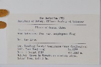 蒿蘋四蕊槭藏品圖，第2張
