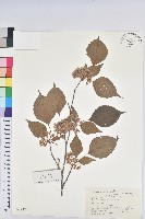 領春木藏品圖，第1張