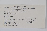 青榨槭藏品圖，第2張