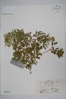 黃楊藏品圖，第1張