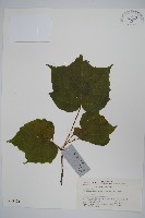 八角楓、瓜木藏品圖，第1張