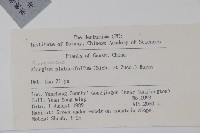 八角楓、瓜木藏品圖，第2張