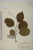 苦皮藤藏品圖，第1張