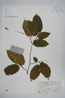 千金榆藏品圖，第1張