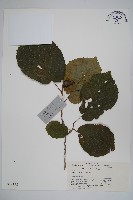 華榛藏品圖，第1張