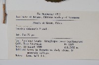 華榛藏品圖，第2張