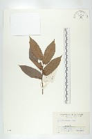 毛柿藏品圖，第3張