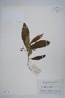 海南蘿芙木藏品圖，第1張