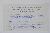 海南蘿芙木藏品圖，第2張