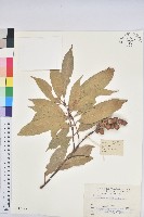 三果柯藏品圖，第1張