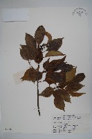 香冬青藏品圖，第1張