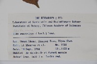 香冬青藏品圖，第2張