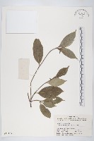 登錄號:S019159藏品圖，第1張