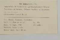 寬葉金粟蘭藏品圖，第2張