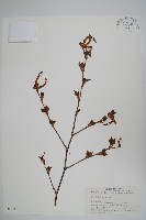 白樺、粉樺、臭樺藏品圖，第1張