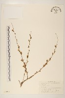 螞蚱腿子藏品圖，第1張