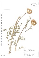 祁州漏盧藏品圖，第1張