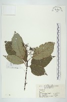 細梗苔草藏品圖，第1張