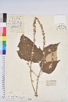 野桐藏品圖，第1張