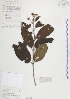 風箱樹藏品圖，第1張