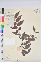 毛果算盤子藏品圖，第1張