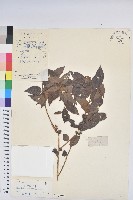 毛果算盤子藏品圖，第1張