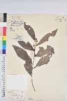 湖北算盤子藏品圖，第1張