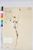 通奶草藏品圖，第1張