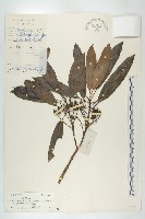 俄氏虎皮楠、蘭嶼虎皮楠、虎皮楠藏品圖，第1張