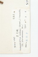 俄氏虎皮楠、蘭嶼虎皮楠、虎皮楠藏品圖，第3張