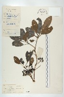 俄氏虎皮楠、蘭嶼虎皮楠、虎皮楠藏品圖，第1張