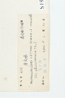 俄氏虎皮楠、蘭嶼虎皮楠、虎皮楠藏品圖，第3張