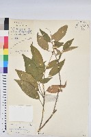 毛果巴豆藏品圖，第1張